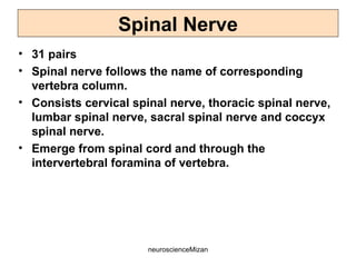 neuroscienceMizan
Spinal Nerve
• 31 pairs
• Spinal nerve follows the name of corresponding
vertebra column.
• Consists cervical spinal nerve, thoracic spinal nerve,
lumbar spinal nerve, sacral spinal nerve and coccyx
spinal nerve.
• Emerge from spinal cord and through the
intervertebral foramina of vertebra.
 
