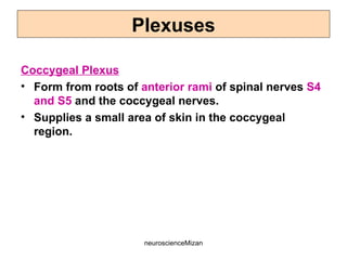 neuroscienceMizan
Coccygeal Plexus
• Form from roots of anterior rami of spinal nerves S4
and S5 and the coccygeal nerves.
• Supplies a small area of skin in the coccygeal
region.
Plexuses
 