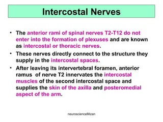 neuroscienceMizan
Intercostal Nerves
• The anterior rami of spinal nerves T2-T12 do not
enter into the formation of plexuses and are known
as intercostal or thoracic nerves.
• These nerves directly connect to the structure they
supply in the intercostal spaces.
• After leaving its intervertebral foramen, anterior
ramus of nerve T2 innervates the intercostal
muscles of the second intercostal space and
supplies the skin of the axilla and posteromedial
aspect of the arm.
 