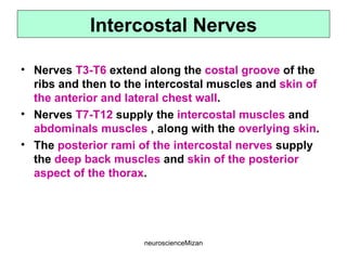neuroscienceMizan
• Nerves T3-T6 extend along the costal groove of the
ribs and then to the intercostal muscles and skin of
the anterior and lateral chest wall.
• Nerves T7-T12 supply the intercostal muscles and
abdominals muscles , along with the overlying skin.
• The posterior rami of the intercostal nerves supply
the deep back muscles and skin of the posterior
aspect of the thorax.
Intercostal Nerves
 