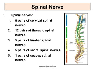 neuroscienceMizan
Spinal Nerve
• Spinal nerves:
1. 8 pairs of cervical spinal
nerves
2. 12 pairs of thoracic spinal
nerves
3. 5 pairs of lumbar spinal
nerves.
4. 5 pairs of sacral spinal nerves
5. 1 pairs of coccyx spinal
nerves.
 