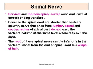 neuroscienceMizan
Spinal Nerve
• Cervical and thoracic spinal nerves arise and leave at
corresponding vertebra .
• Because the spinal cord are shorter than vertebra
column, nerve that arise from lumbar, sacral and
coccyx region of spinal cord do not leave the
vertebra column at the same level where they exit the
cord.
• The root of these spinal nerves angle inferiorly in the
vertebral canal from the end of spinal cord like wisps
of hair.
 