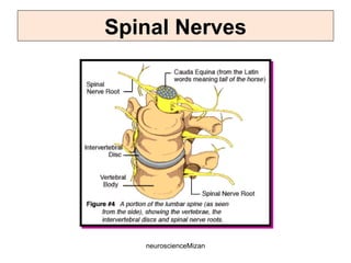neuroscienceMizan
Spinal Nerves
 