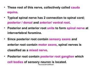 neuroscienceMizan
• These root of this nerve, collectively called cauda
equina.
• Typical spinal nerve has 2 connection to spinal cord;
posterior / dorsal and anterior/ ventral root.
• Posterior and anterior root unite to form spinal nerve at
intervertebral foramina.
• Since posterior root contain sensory axons and
anterior root contain motor axons, spinal nerves is
classified as a mixed nerve.
• Posterior root contain posterior root ganglion which
cell bodies of sensory neuron is located.
 