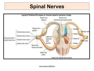 neuroscienceMizan
Spinal Nerves
 