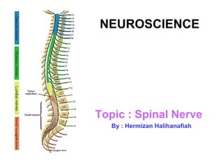 NEUROSCIENCE




Topic : Spinal Nerve
   By : Hermizan Halihanafiah
 