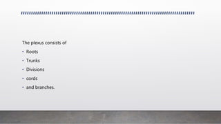 The plexus consists of
• Roots
• Trunks
• Divisions
• cords
• and branches.
 