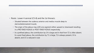 • Roots : Lower 4 cervical (C5-8) and the 1st thoracic.
• Situated between the scalenus anterior and medius muscle deep to
sternocleidomastoid muscle.
• The origin of the plexus may shift one segment either upward or downward resulting
in a PRE FIXED PLEXUS or POST FIXED PLEXUS respectively.
• In a prefixed plexus, the contribution by C4 is large and in that from T2 is often absent.
In a post fixed plexus, the contribution by T1 is large, T2 is always present, C4 is
absent, and C5 is reduced in size
 