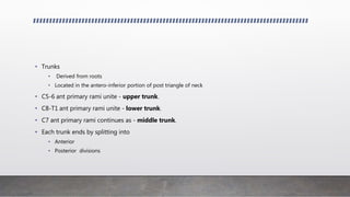 • Trunks
• Derived from roots
• Located in the antero-inferior portion of post triangle of neck
• C5-6 ant primary rami unite - upper trunk.
• C8-T1 ant primary rami unite - lower trunk.
• C7 ant primary rami continues as - middle trunk.
• Each trunk ends by splitting into
• Anterior
• Posterior divisions
 