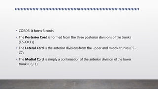 • CORDS: it forms 3 cords
• The Posterior Cord is formed from the three posterior divisions of the trunks
(C5-C8,T1)
• The Lateral Cord is the anterior divisions from the upper and middle trunks (C5-
C7)
• The Medial Cord is simply a continuation of the anterior division of the lower
trunk (C8,T1)
 