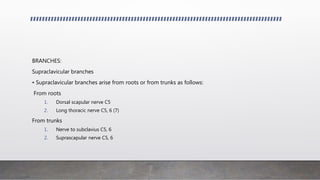 BRANCHES:
Supraclavicular branches
• Supraclavicular branches arise from roots or from trunks as follows:
From roots
1. Dorsal scapular nerve C5
2. Long thoracic nerve C5, 6 (7)
From trunks
1. Nerve to subclavius C5, 6
2. Suprascapular nerve C5, 6
 
