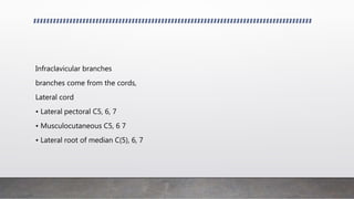 Infraclavicular branches
branches come from the cords,
Lateral cord
• Lateral pectoral C5, 6, 7
• Musculocutaneous C5, 6 7
• Lateral root of median C(5), 6, 7
 