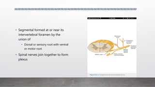 • Segmental formed at or near its
intervertebral foramen by the
union of
• Dorsal or sensory root with ventral
or motor root
• Spinal nerves join together to form
plexus
 