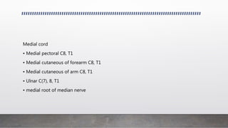 Medial cord
• Medial pectoral C8, T1
• Medial cutaneous of forearm C8, T1
• Medial cutaneous of arm C8, T1
• Ulnar C(7), 8, T1
• medial root of median nerve
 