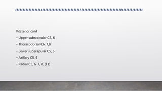 Posterior cord
• Upper subscapular C5, 6
• Thoracodorsal C6, 7,8
• Lower subscapular C5, 6
• Axillary C5, 6
• Radial C5, 6, 7, 8, (T1)
 