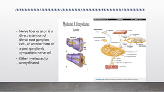 • Nerve fiber or axon is a
direct extension of
dorsal root ganglion
cell , an anterior horn or
a post ganglionic
sympathetic nerve cell
• Either myelinated or
unmyelinated
 