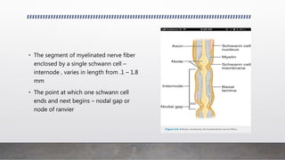 • The segment of myelinated nerve fiber
enclosed by a single schwann cell –
internode , varies in length from .1 – 1.8
mm
• The point at which one schwann cell
ends and next begins – nodal gap or
node of ranvier
 