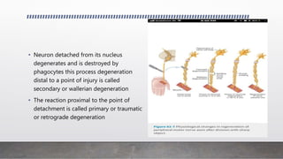 • Neuron detached from its nucleus
degenerates and is destroyed by
phagocytes this process degeneration
distal to a point of injury is called
secondary or wallerian degeneration
• The reaction proximal to the point of
detachment is called primary or traumatic
or retrograde degeneration
 