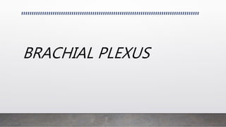 BRACHIAL PLEXUS
 