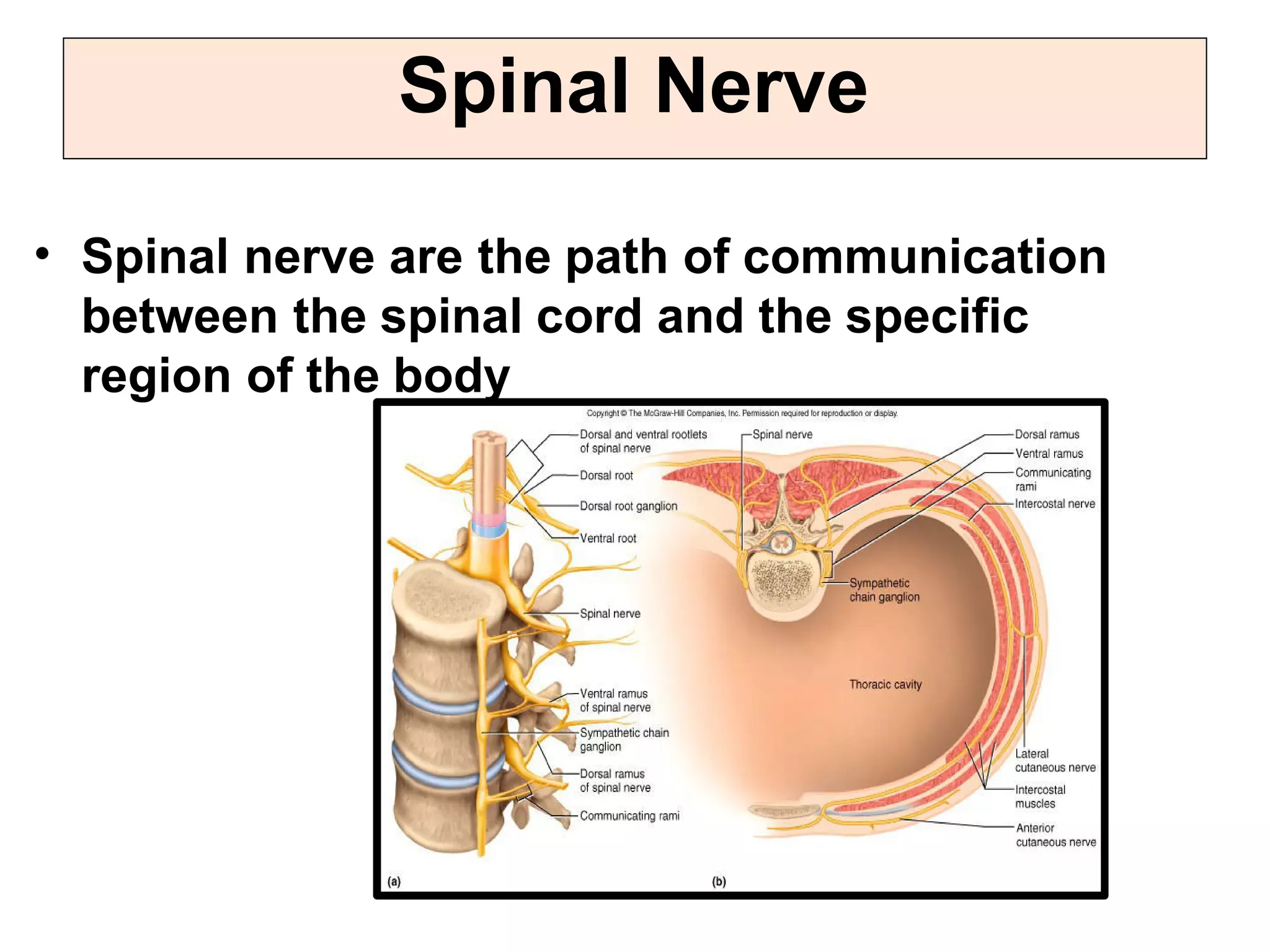 spinal nerve.pdf