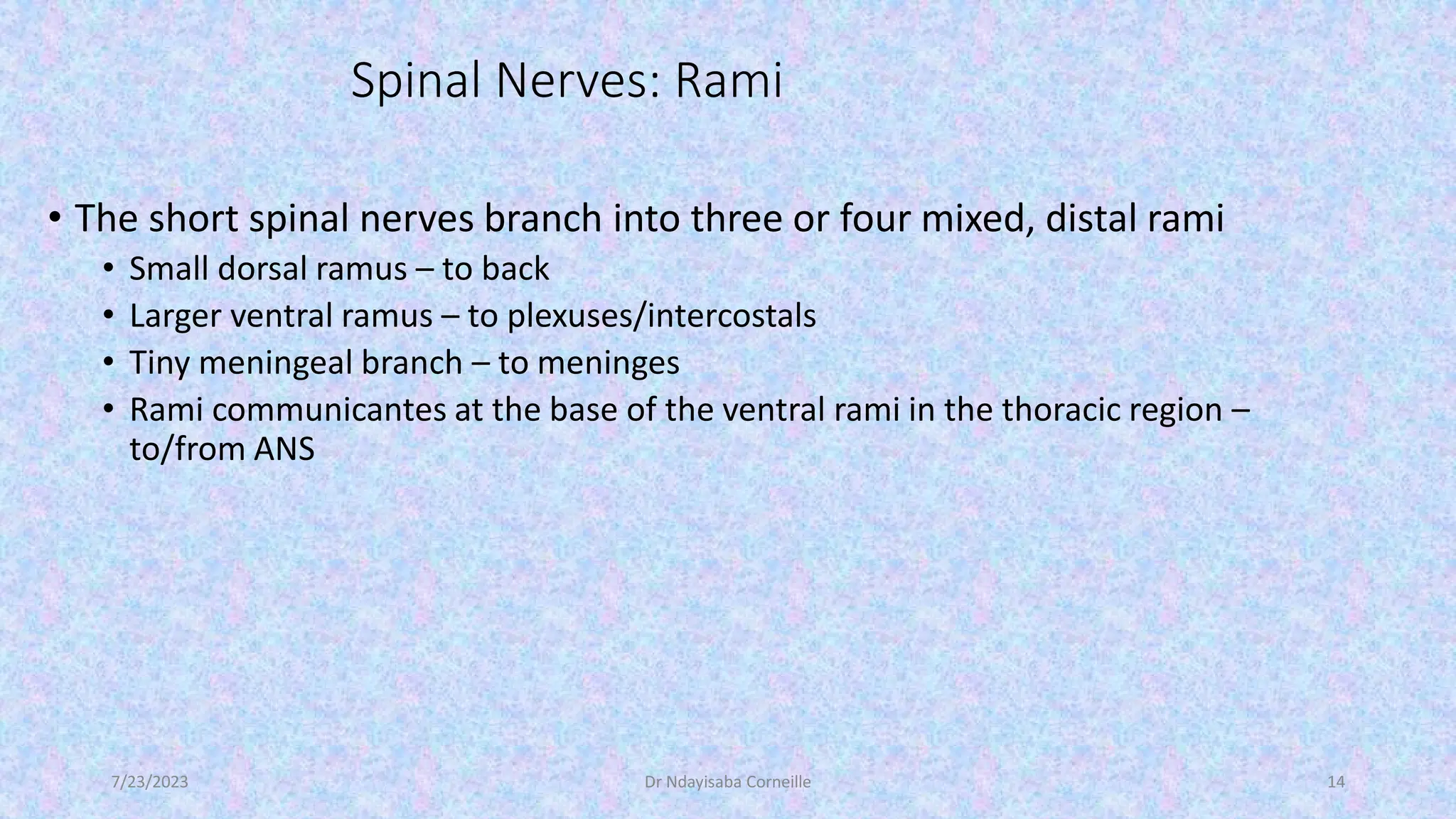 Gross anatomy and physiology Spinal nerve | PDF