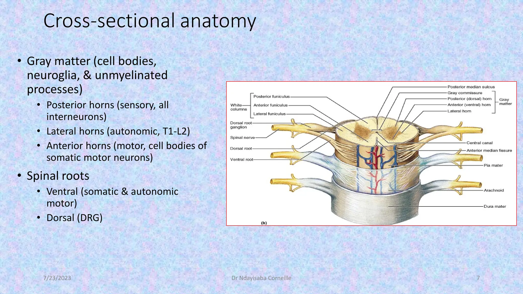 Gross anatomy and physiology Spinal nerve | PDF