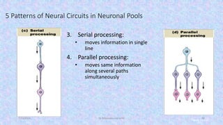 Gross anatomy and physiology Spinal nerve | PDF