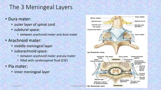 Gross anatomy and physiology Spinal nerve | PDF
