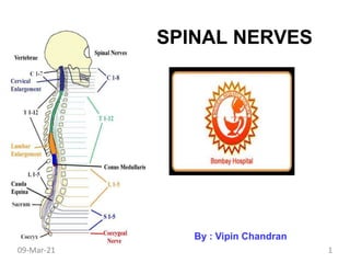 SPINAL NERVES
By : Vipin Chandran
1
09-Mar-21
 