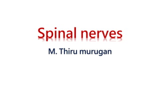Spinal nerves
 