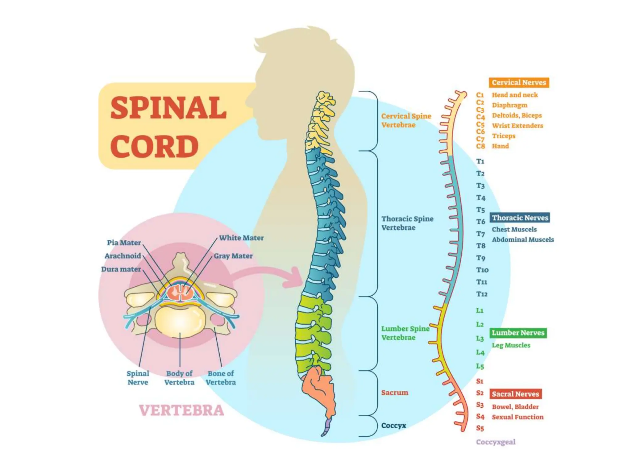 Spinal Nerves in Nervous System in Physiology Biology Diagrams