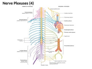 Spinal Nerves.pptxpresentation anatomy level 4 | PPTX