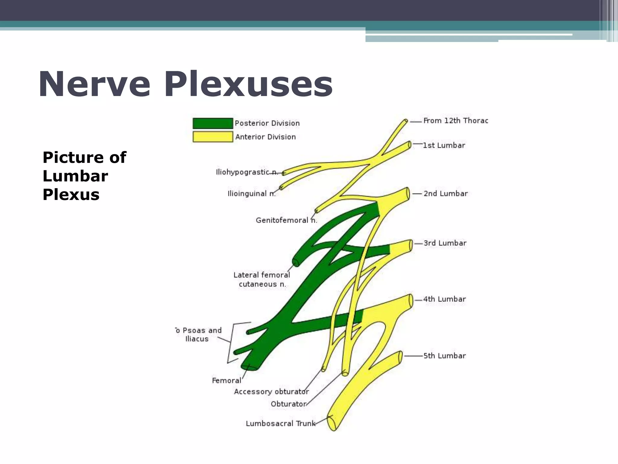 Unlock The Mystery Of Spinal Nerves And Their Plexuses - iptf6nn