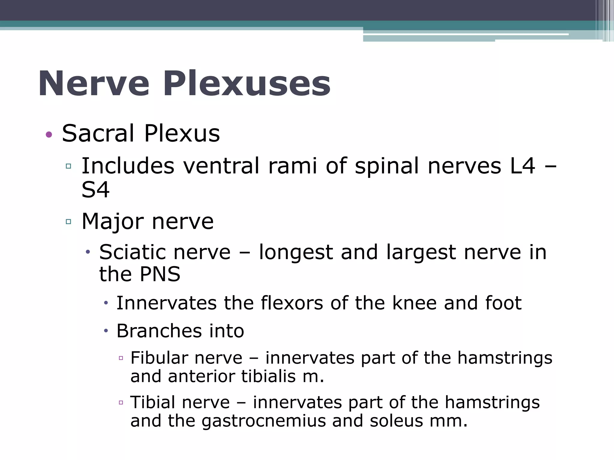Unlock The Mystery Of Spinal Nerves And Their Plexuses - bgtljds
