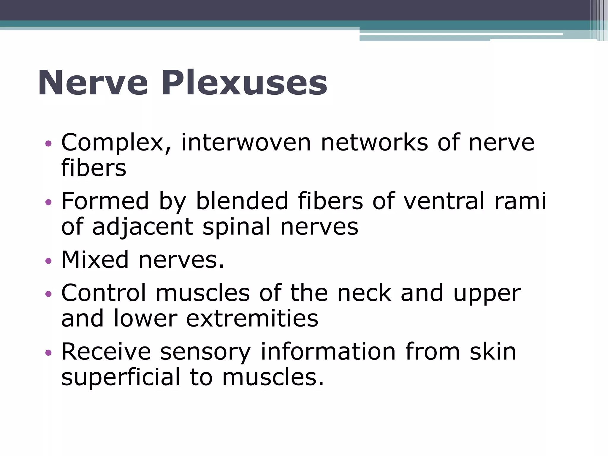 Unlock The Mystery Of Spinal Nerves And Their Plexuses - btrvcpi