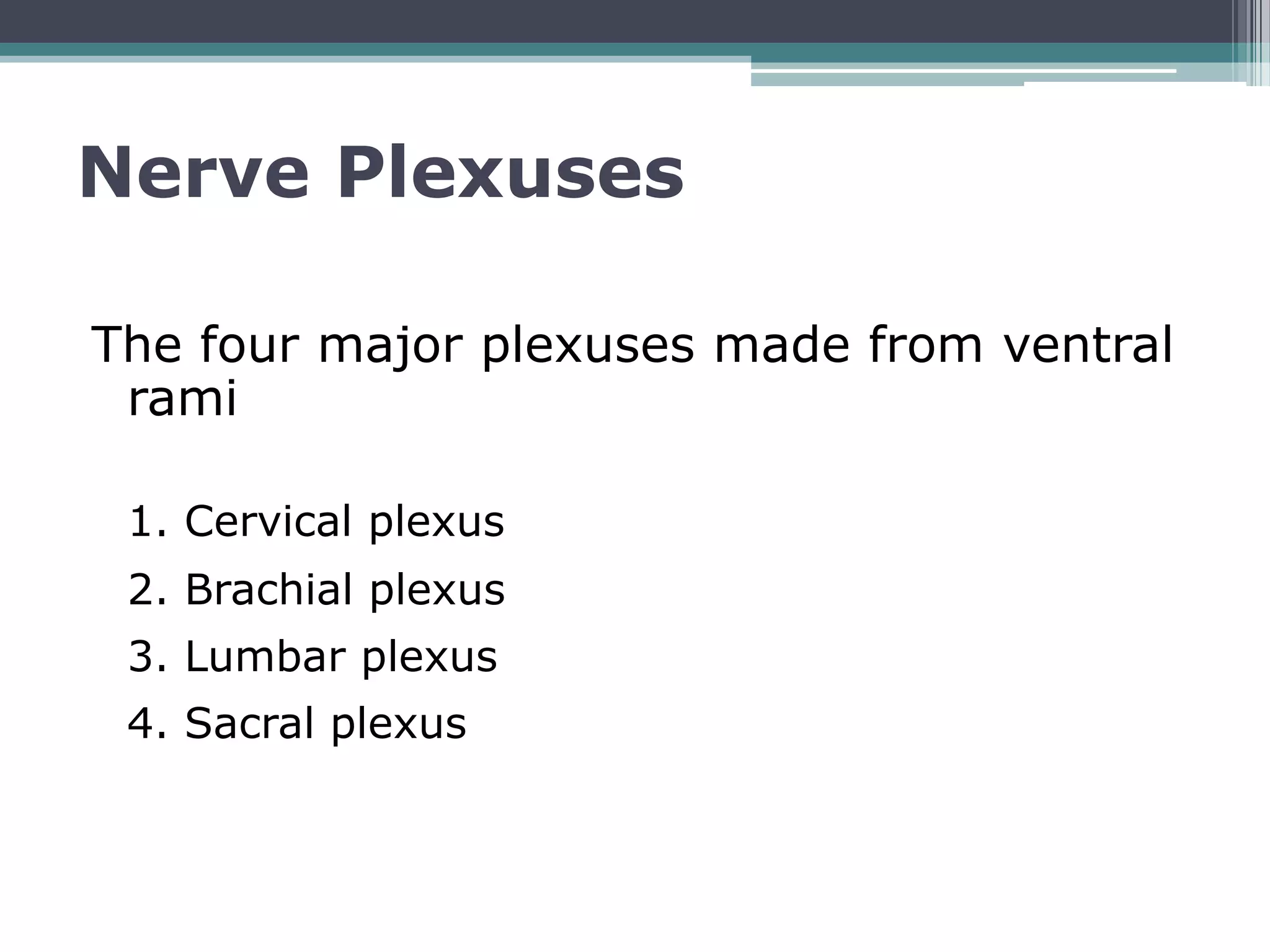 Unlock The Mystery Of Spinal Nerves And Their Plexuses - r8noxs1