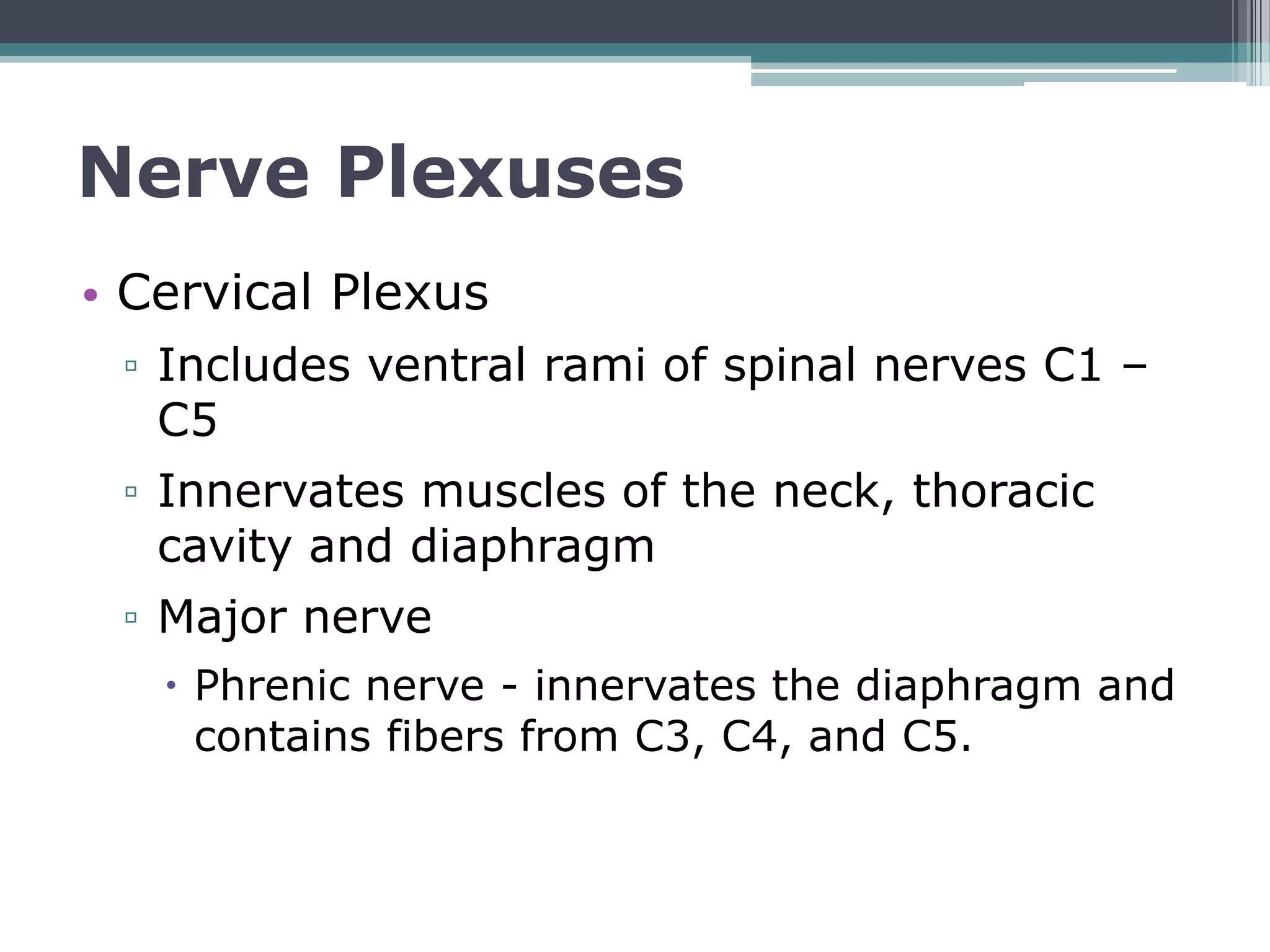 Unlock The Mystery Of Spinal Nerves And Their Plexuses - 4shd8s1