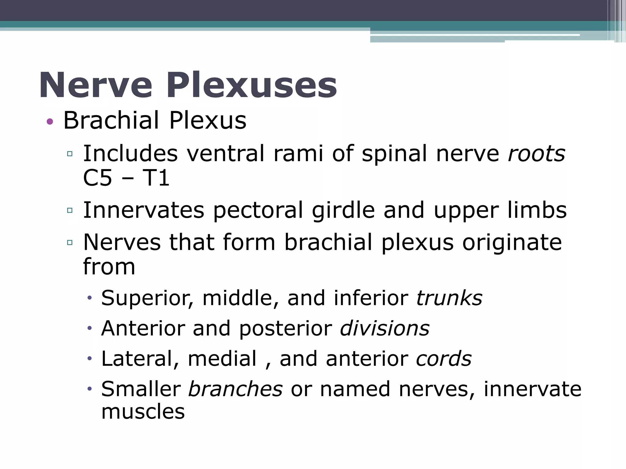 Unlock The Mystery Of Spinal Nerves And Their Plexuses - ghutvya