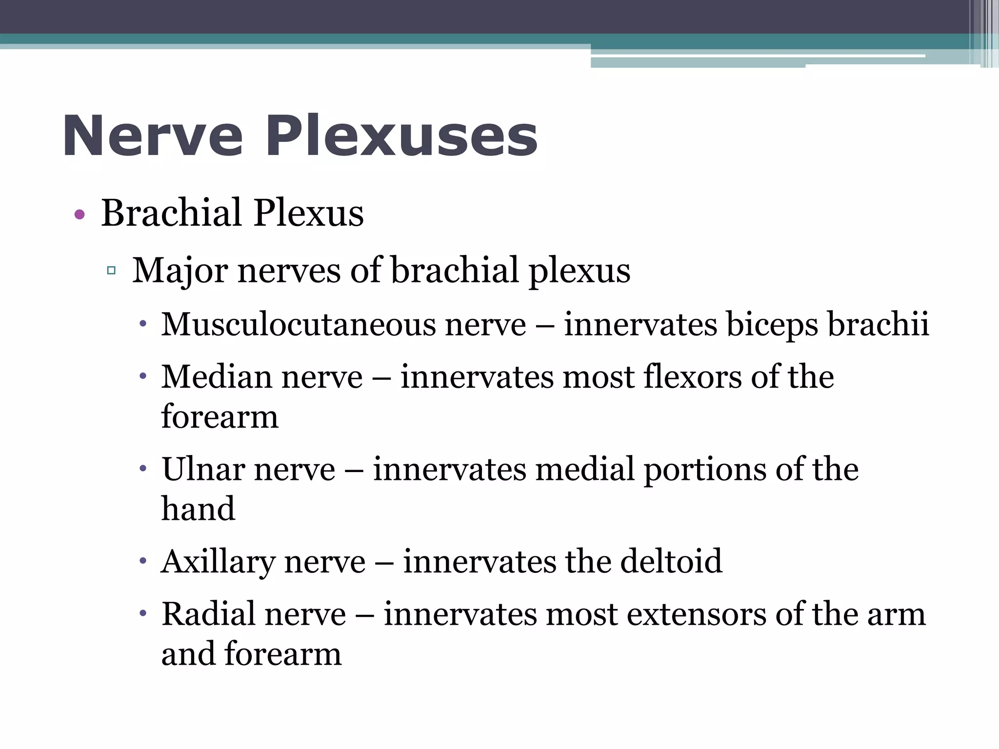 Unlock The Mystery Of Spinal Nerves And Their Plexuses - hsw627w