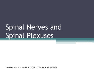 Spinal Nerves and
Spinal Plexuses



SLIDES AND NARRATION BY MARY KLINGER
 
