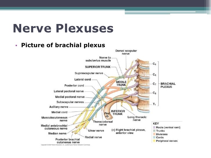 Spinal nerves and spinal plexuses cdp final