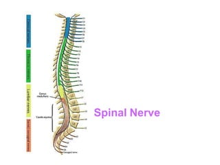 Spinal Nerve
 
