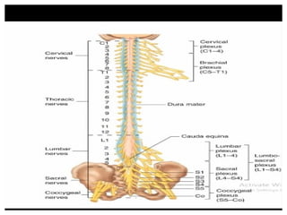 Spinal Presentation Spinal Nerves Presentation Anatomy and Physiology | PPTX