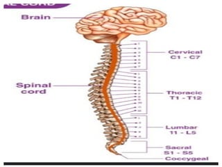 Spinal Presentation Spinal Nerves Presentation Anatomy and Physiology | PPTX