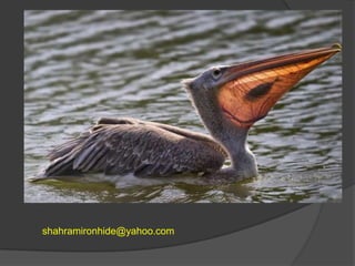 shahramironhide@yahoo.com

 