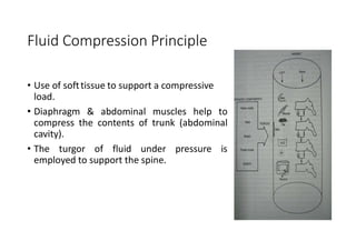 Fluid Compression Principle
• Use of softtissue to support a compressive
load.
• Diaphragm & abdominal muscles help to
compress the contents of trunk (abdominal
cavity).
• The turgor of fluid under pressure is
employed to support the spine.
 