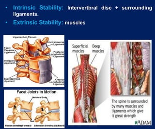 medi Lumbar LSO Spine Brace w/ Optional Extension – Doc Ortho