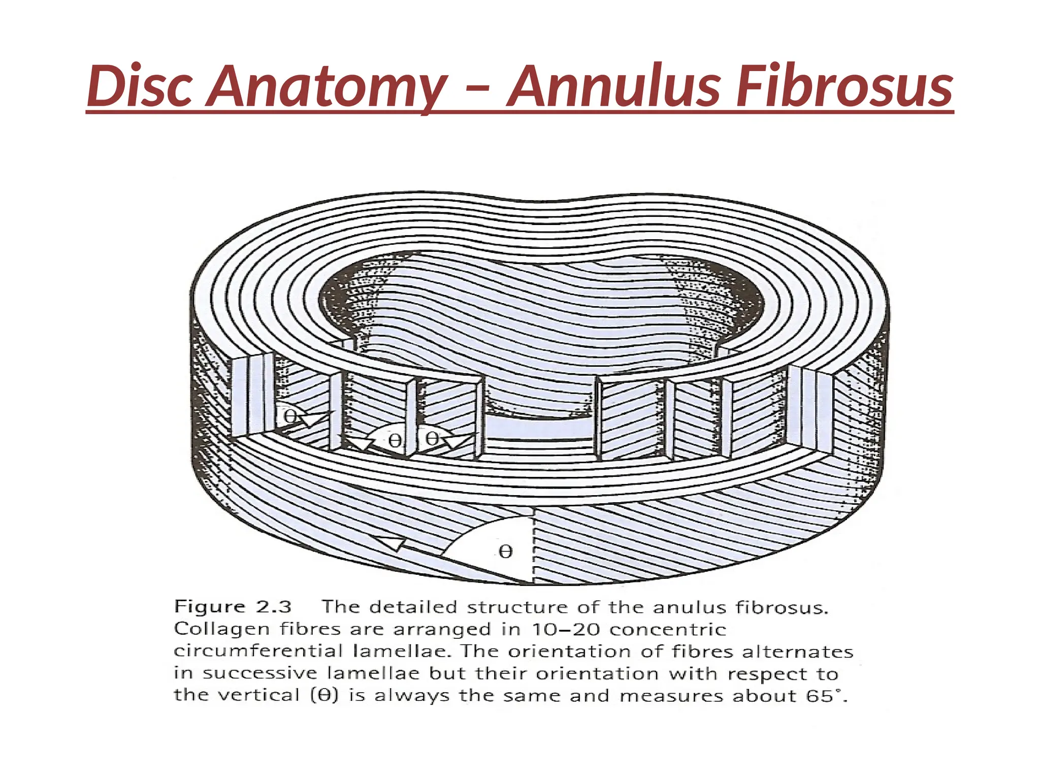 Disc Anatomy – Annulus Fibrosus
 