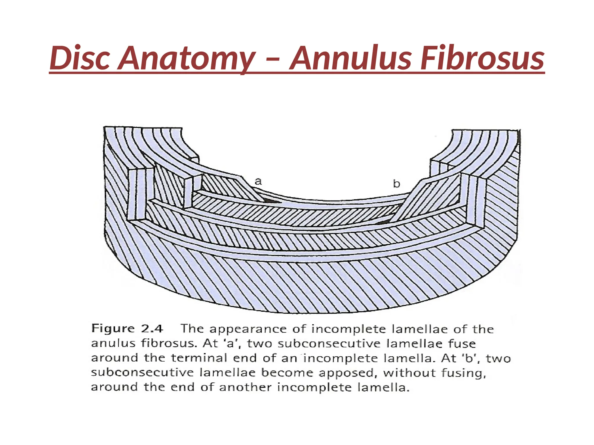 Disc Anatomy – Annulus Fibrosus
 