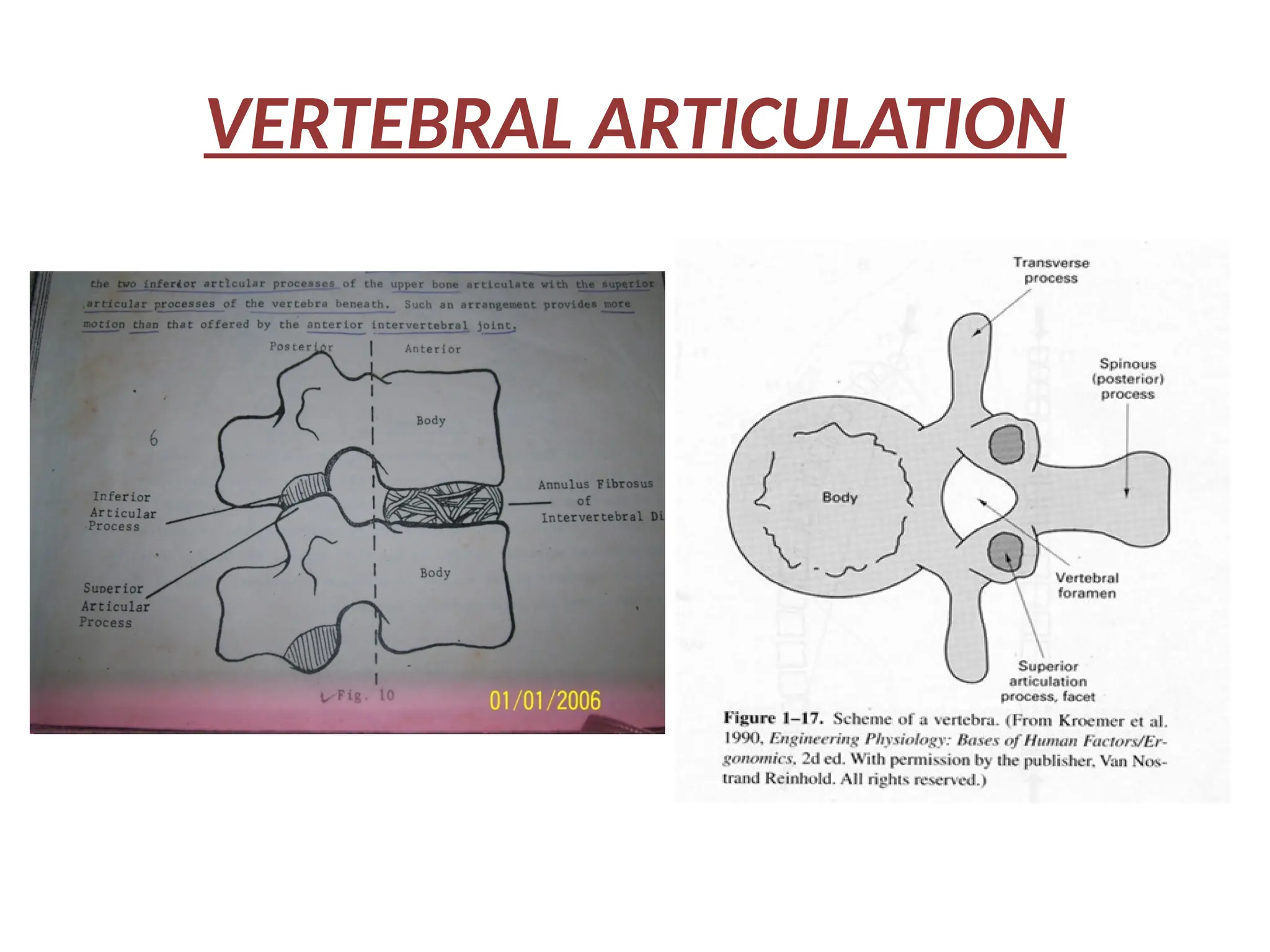 VERTEBRAL ARTICULATION
 